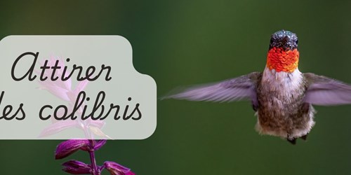 Attirer les oiseaux-mouches dans le jardin